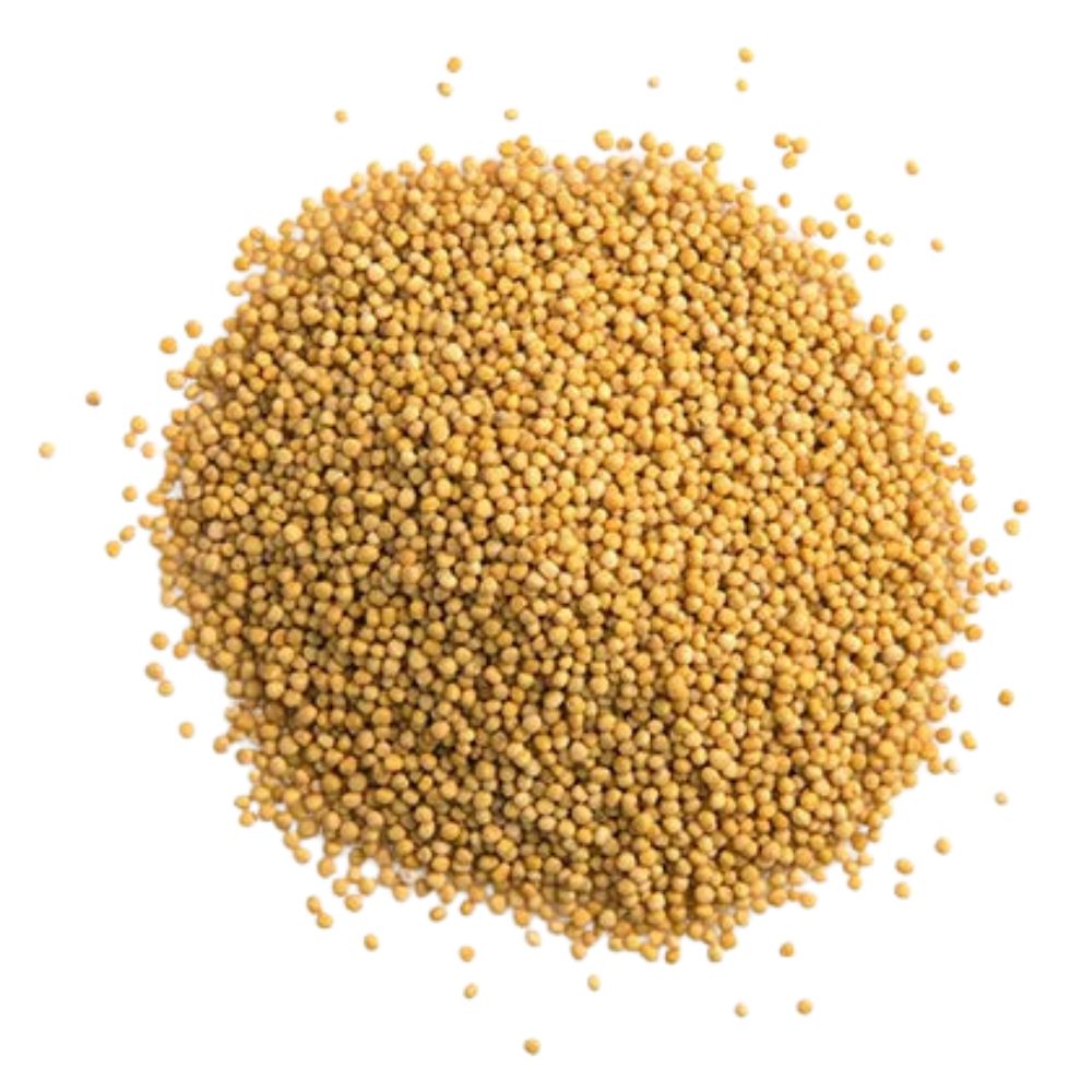 Mustard White 100 GM